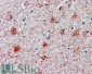 Goat Anti-P2RX7 / P2X7 receptor Antibody